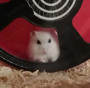 Zwerghamster Charly aus Notstation sucht ein schönes Zuhause 