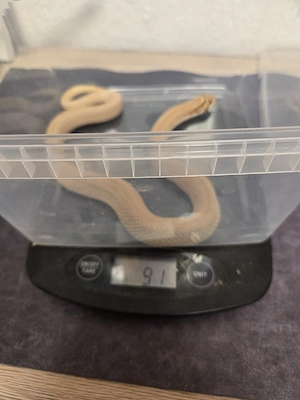 1.0 Superconda het Axantic het toffe 