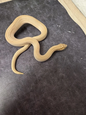 1.0 Superconda het Axantic het toffe  Bild 2