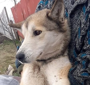 Husky Mix Beauty träumt von einem Zuhause 