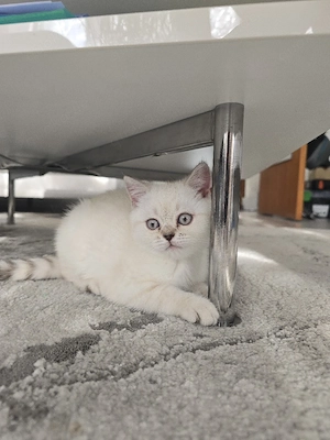 BKH Kitte (W) Blue Point 