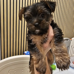 Yorkshire Terrier zu  verkaufen 