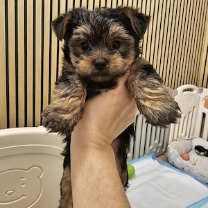 Yorkshire Terrier zu  verkaufen 