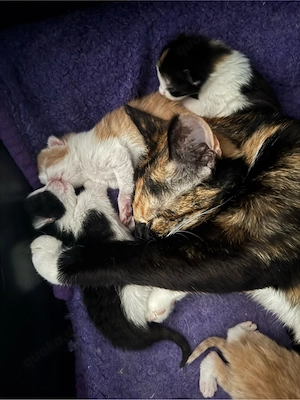 Maine Coon kitten mix 
