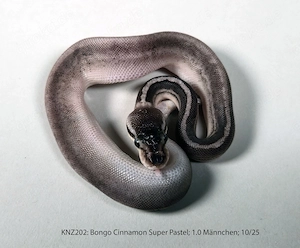 Königspython Python regius Nachzuchten 2025 Lesser, Champagne, Pastel