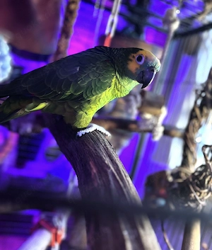 Blaustirnamazone in liebevolle Hände abzugeben 