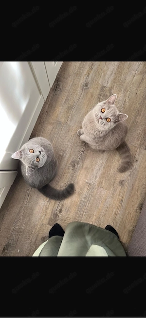 Zwei liebevolle Bkh kitten  Katzenbrüder suchen ein neues Zuhause   