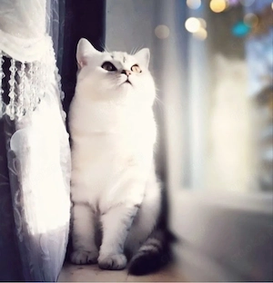 Erfahrener Deckkater Aslan Bg.B