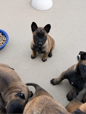 Reinrassige malinois Seltene farbe 