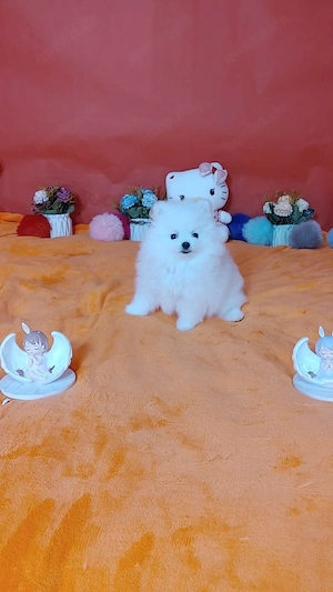 Zwergspitz-Pomeranian welpen abzugeben.