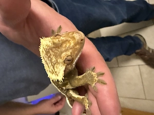 3 Gekos mit Terrarium suchen Neues zu Hause 