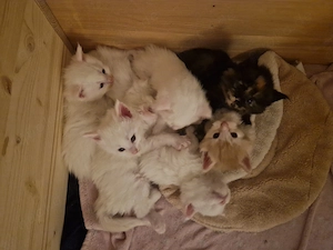 7 Maine Coon Kitten suchen ab Mitte Ende Juni ein verantwortungsvolles Zuhause 