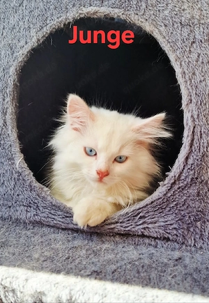 12 Wochen alte Mischlingskitten 