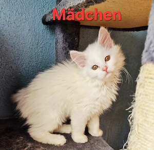 12 Wochen alte Mischlingskitten 