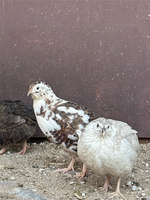japanische Legewachteln in Sonderfarben 