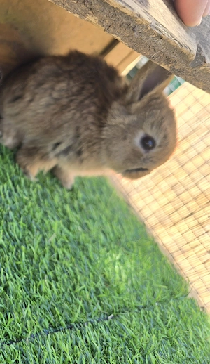 Hasenbabys Löwenkopf   