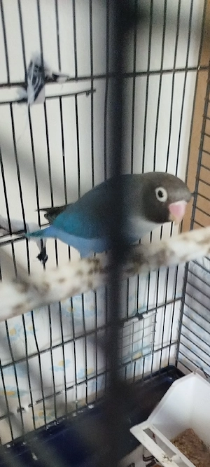 Vögel Pfirsichköpfchen Bild 4