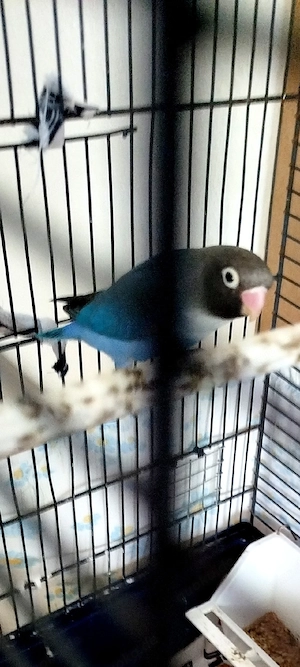 Vögel Pfirsichköpfchen Bild 3