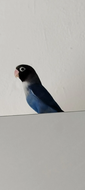 Vögel Pfirsichköpfchen