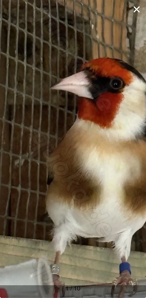 Europische Stieglitz 