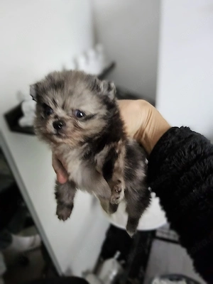 Wunderschöne Chihuauha Prinzessin ideal als Familienhund.