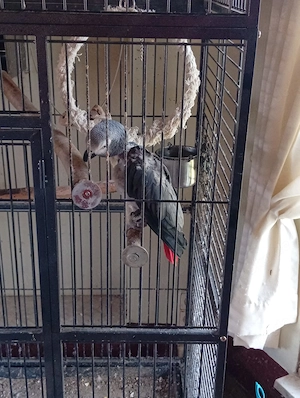 Graupapageipärchen 1.1.
