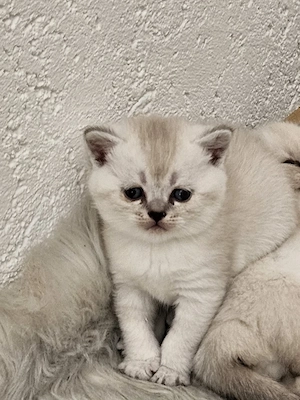 BKH Seal Silver Shaded Point Kitten