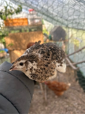 Reinerbige Celadon Wachtel Hähne 