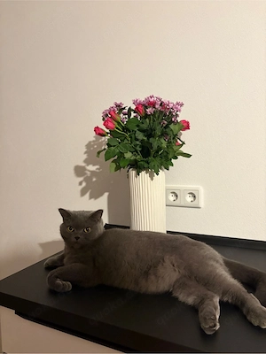 Schöner Kater in liebevolle Hände abzugeben 