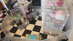 3 Rattendamen abzugeben 