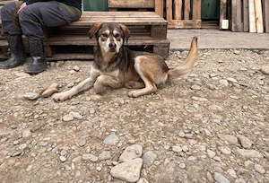 Frohnatur Spike sucht seine Menschen