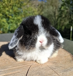 Mini Lop, Minilop, Rammler, Zwergwidder 