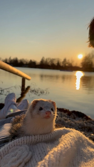 *Suche* zweites Frettchen