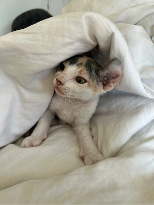 Elf Sphynx Kätzchen