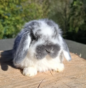 Mini Lop, Minilop, Rammler, Zwergwidder 