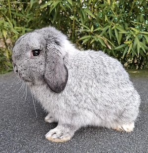 Mini Lop, Minilop, Zwergwidder, Zwergkaninchen 