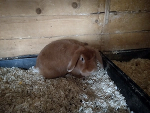 Tolles Kaninchen Pärchen zu Abgabe 