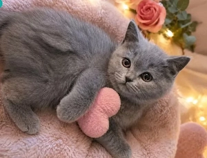Letzte Chance: Traumhaftes BKH-Mädchen in Blue mit Stammbaum!