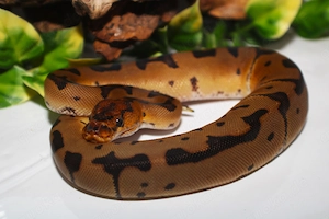 0.2 Königspythons Clown +