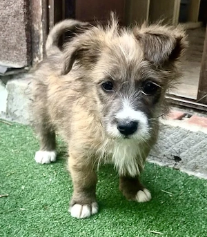 Milly sucht ihr großes Glück