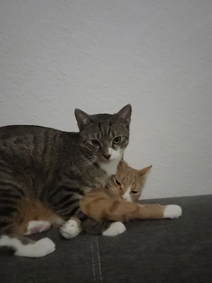 2 Kater europäisch kurzhaar