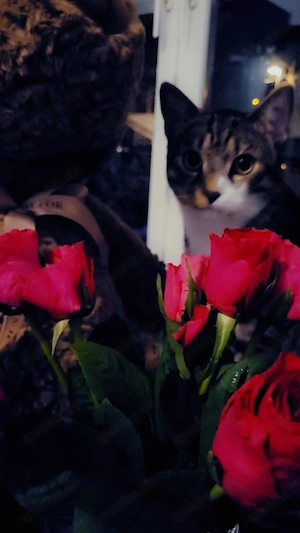 2 Kater europäisch kurzhaar