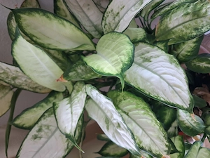  1,  Zimmer -Pflanze im Topf