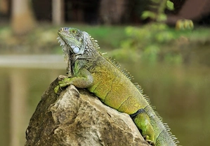 suche grünen leguan