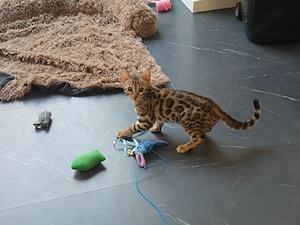 3 Bengal Katzenbabys 