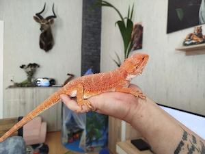 1.0 Sandfire Red Hypo Bartagame Echse Reptil