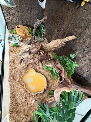 Königspython inkl. Terrarium zu verkaufen