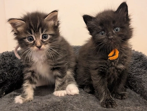 2 süße Ragdoll- Maine Coon Kitten suchen ein liebevolles Zuhause