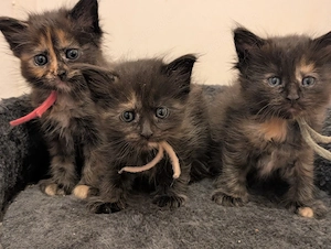 5 süße Ragdoll- Maine Coon Kitten suchen ein liebevolles Zuhause