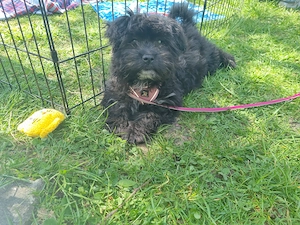 Ronja Welpe sucht Ihren Menschen!